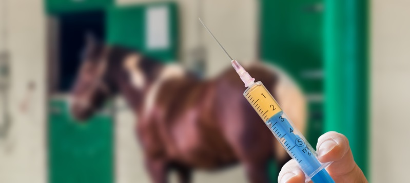 FN hebt Impfpflicht gegen EHV-1 zu Mitte April auf