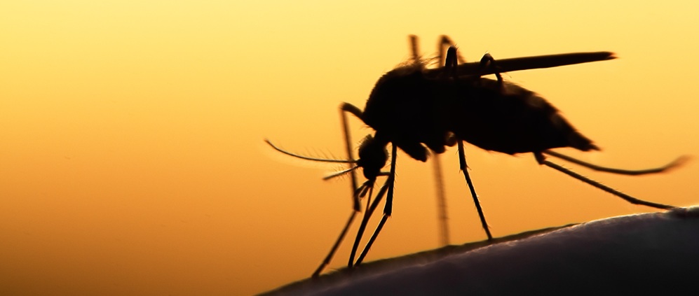 WNV-Fallzahlen im Vergleich zu 2024 stark zurückgegangen