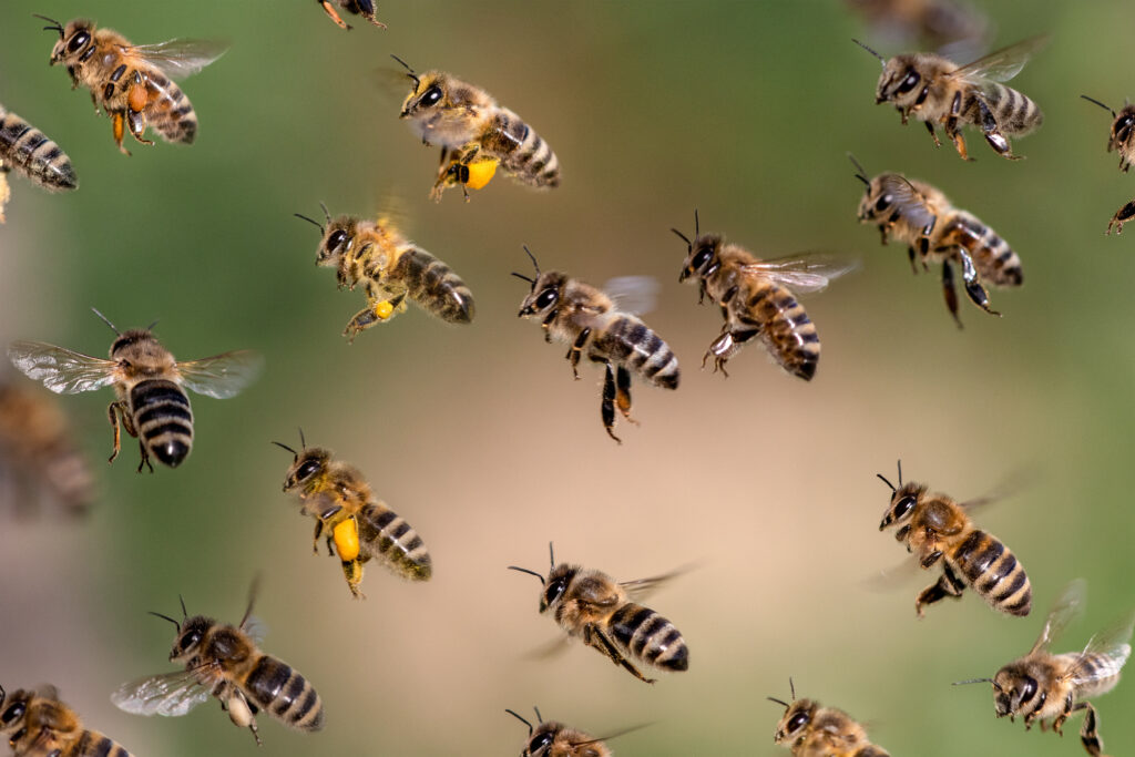 Digitales System vereinfacht Gesundheitskontrolle von Bienen