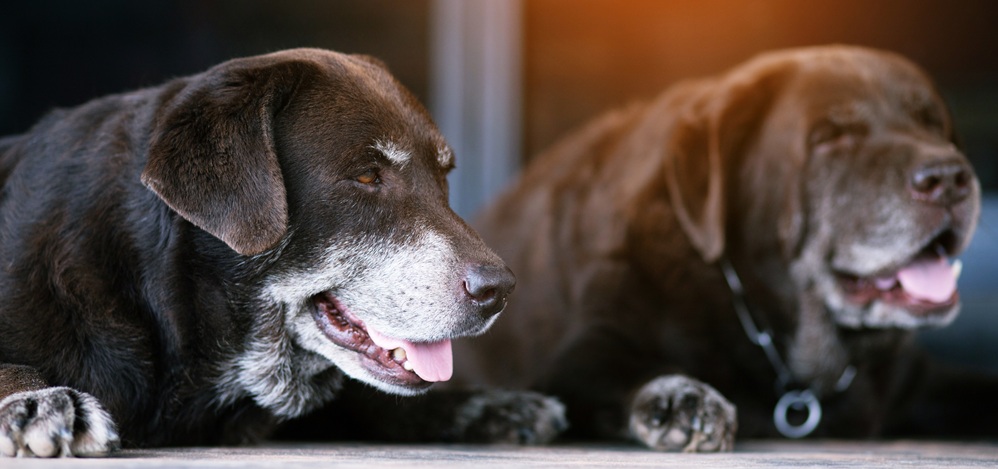 Expertengremium veröffentlicht erste internationalen Leitlinien zu CCDS