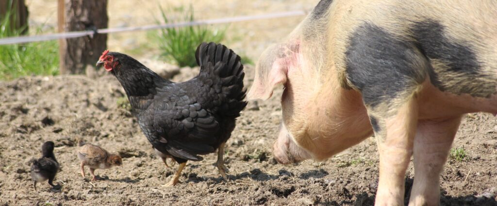 Mutation für das Überwinden der Speziesbarriere von H5N1 identifiziert