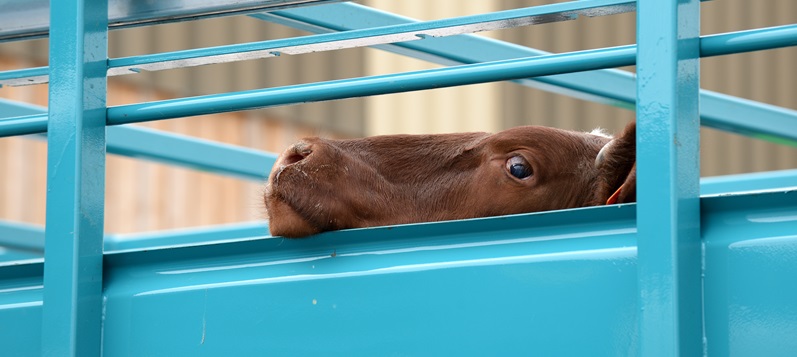 EU plant Gesetzesanpassung bei Tiertransporten