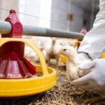 Newcastle Disease in Deutschland 2026