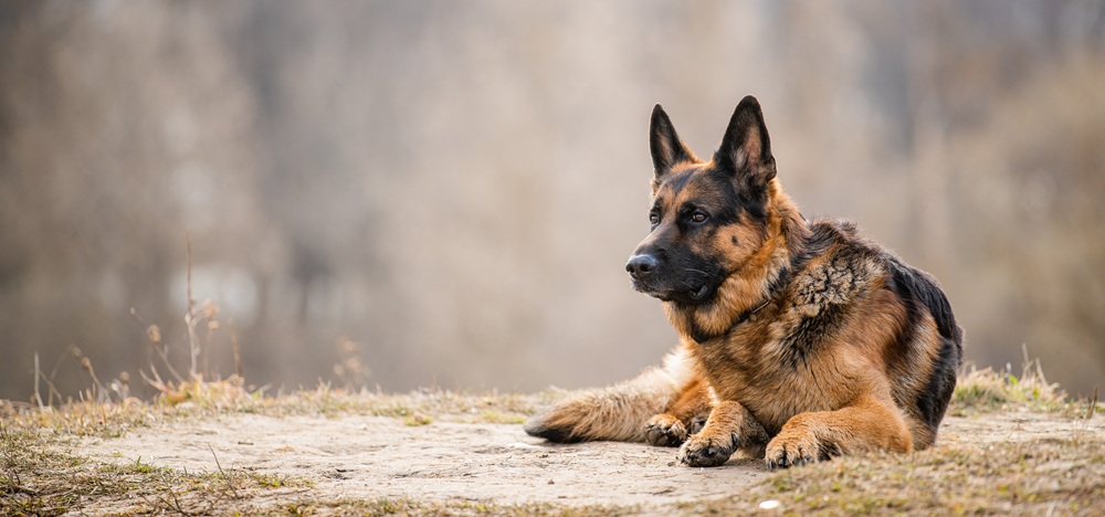 Verlust an genetischer Vielfalt beim Deutschen Schäferhund