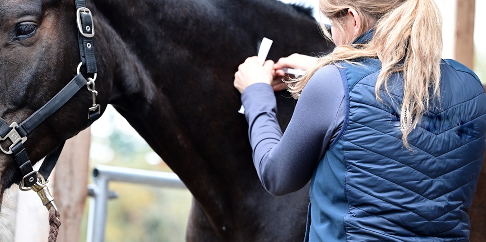 Pferdesportverbände fordern umgehend Aufhebung der GOT