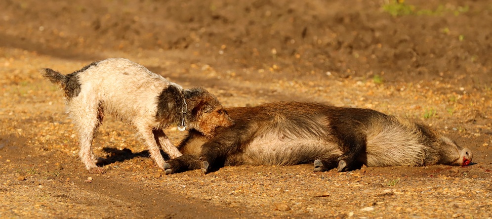 StIKo Vet gegen Impfung von Hunden gegen Aujeszky‘sche Krankheit
