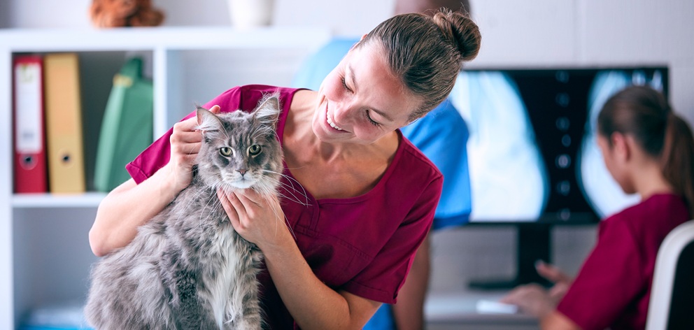 Arbeitszufriedenheit unter angestellten Tierärzt:innen nur bedingt besser