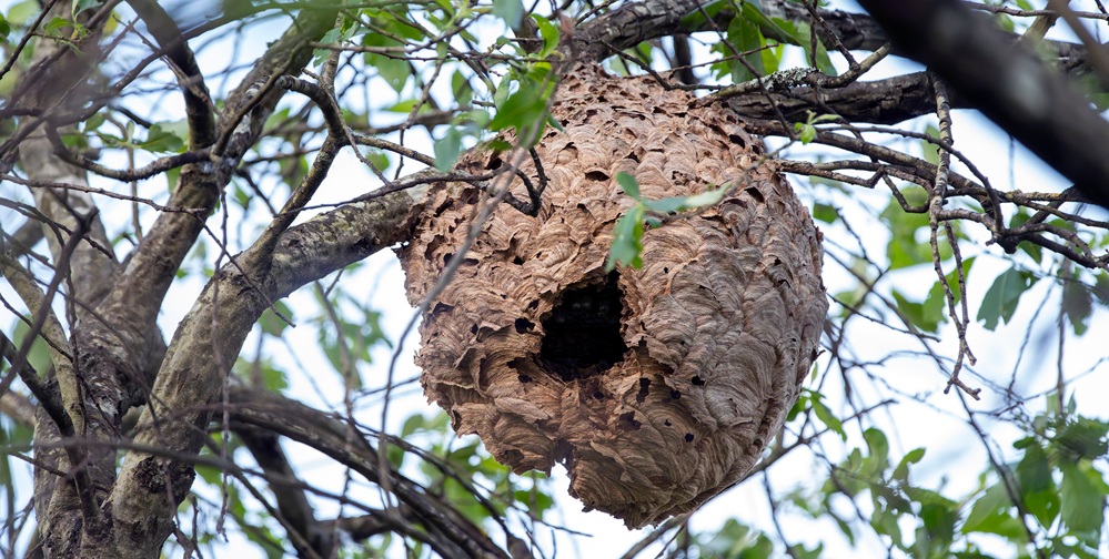Asiatische Hornisse im Blick behalten – Sichtungen melden
