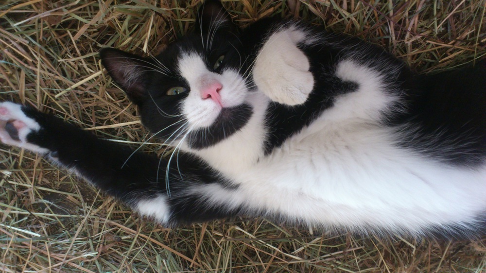 Kostenfreie Kastrationsaktion soll Katzenleid in Schleswig-Holstein verringern