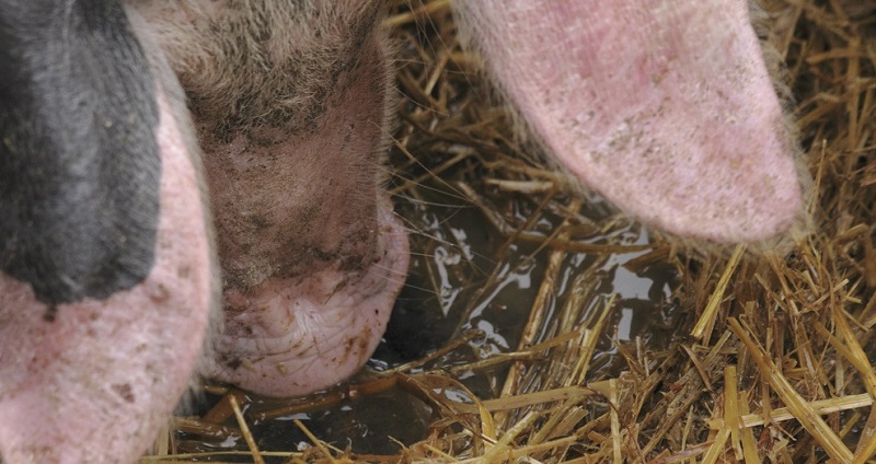 Weniger Antibiotika in deutschen Schweinehaltungen