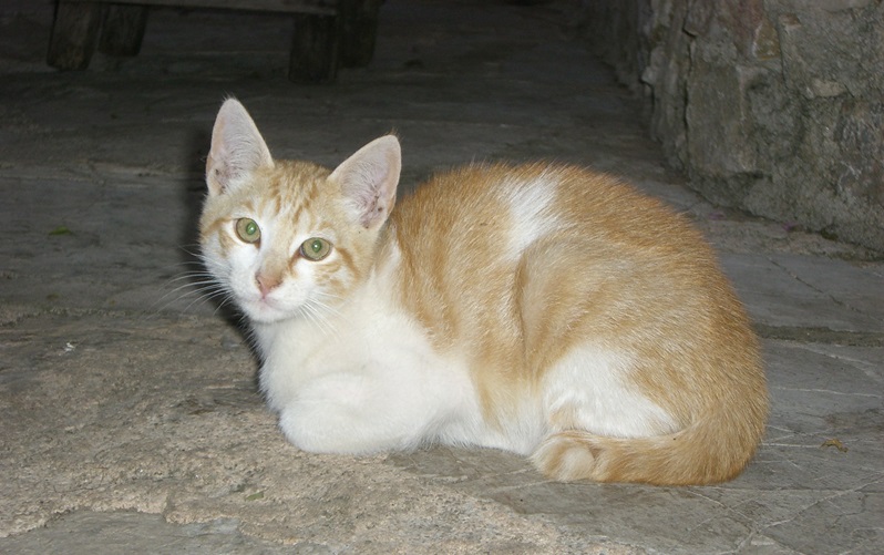 Neue Variante des felinen Corona-Virus tötet Katzen auf Zypern