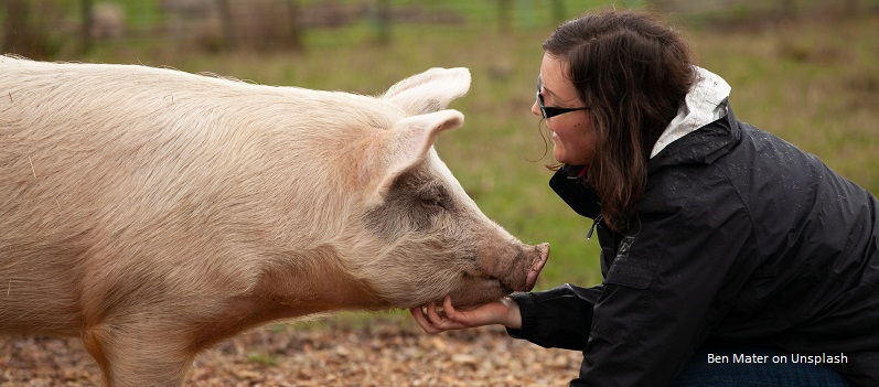 Maßnahmen zur Sicherung des tierärztlichen Nachwuchses dringend notwendig