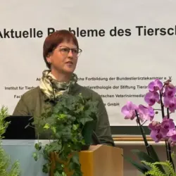 K. Büsing, Daun: Straf- und Verwaltungsverfahren wegen wiederholt tierschutzwidriger Reitweise
