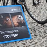 Deutschland kann Tiertransporte in Nicht-EU-Länder verbieten