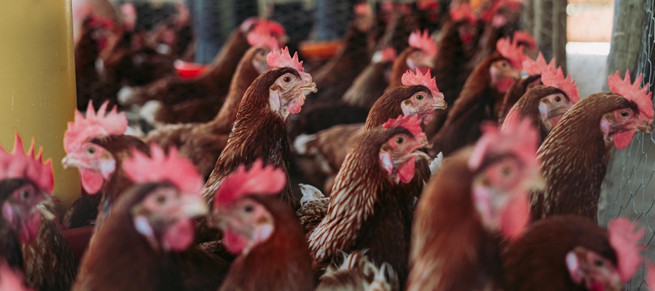 ND: Weiterer Ausbruch in Brandenburg – neuer Verdachtsfall in Bayern