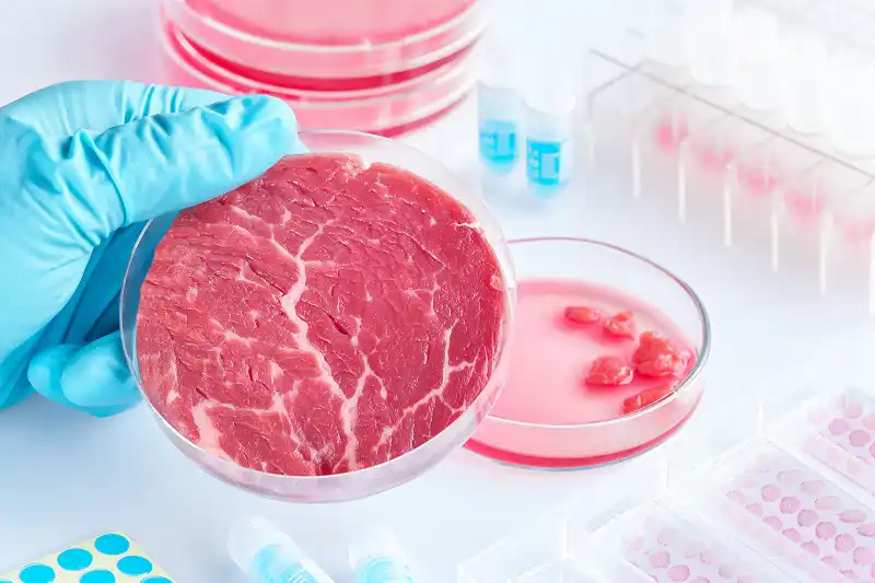 Laborfleisch unausweichlich bei der zukünftigen Ernährung