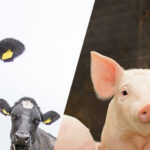 Bayer Online-Tagung für Nutztierpraktiker