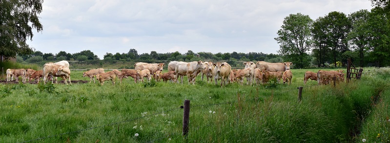 Nutztierhaltung ist integraler Bestandteil einer Kreislaufwirtschaft