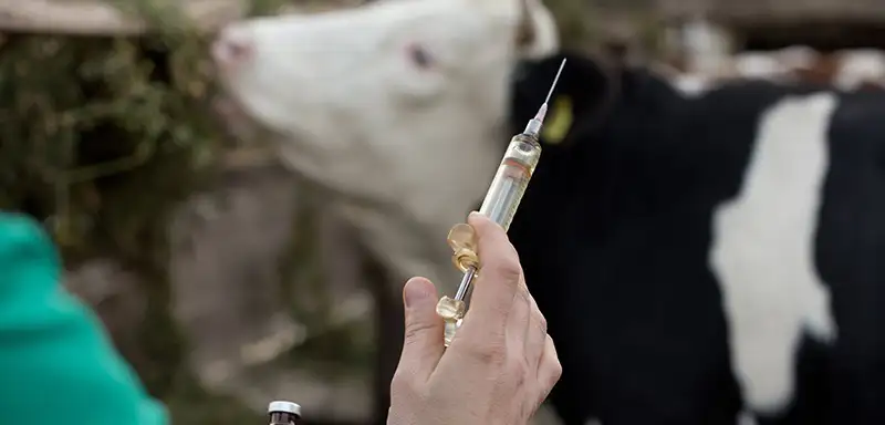 Australien setzt auf mRNA-Impfstoffe  gegen Rinderkrankheiten